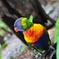 カラフル鳥