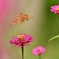 花園を飛ぶ蝶