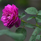 今日見た薔薇