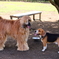 dog 犬 愛犬 かわいい  ビーグル
