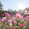 京都府立植物園のコスモス