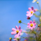 秋桜