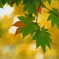 近所の紅葉