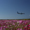 ANA  Take off