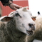 神戸 六甲牧場 羊