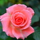 Rose (America)