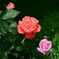 Rose (America)