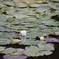 10月の睡蓮