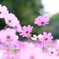 cosomos garden2