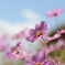 秋桜