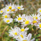 flowers1