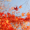 RED_YELLOW