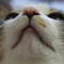 見上げてごらん