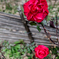 薔薇