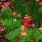 Autumn Colors 4
