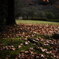 Autumn　Leaves