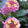 flowers2