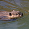 東武動物公園