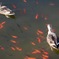 鴨と金魚