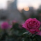 Evening Rose