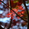 紅葉1