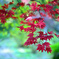 紅葉3