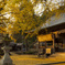 銀杏積もる福田神社