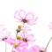 秋桜①