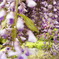 now in bloom ~wisteria flowers~
