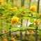 now in bloom ~kerria~