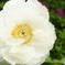 now in bloom ~a white peony~