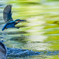 いつもの公園「秋景、鈍色飛翔」