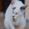 尻尾だけアメショーな野良猫1