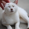 尻尾だけアメショーな野良猫3