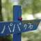 ヤマボウシの実