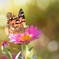 野菊と蝶