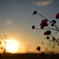 夕暮れと秋桜と
