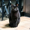黒猫