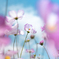青空と秋桜