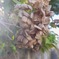 秋の紫陽花