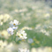 ✿  yellow  campus ✲*ﾟ ‪✿