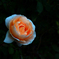 PENTACON50㎜ F1.8 MC