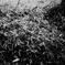 photo_1207074