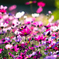 秋桜