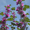 花と空