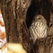 フクロウ様