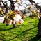 桜と蜘蛛の糸