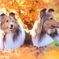 20231103161229_IMG_6665　紅葉