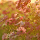 夕陽に染まる秋桜
