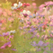 夕陽に染まる秋桜２